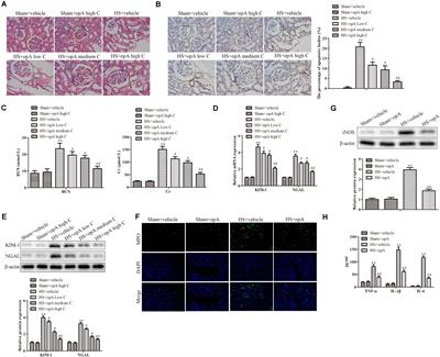 Ophiopogonin A Alleviates Hemorrhagic Shock-Induced Renal Injury via Induction of Nrf2 Expression